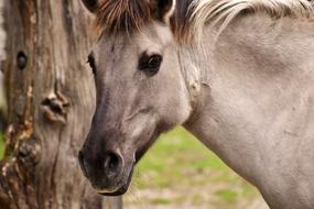 Tarpan Horse Animal