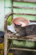 cat Bench Steel