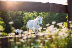 Horse Animal Outdoor