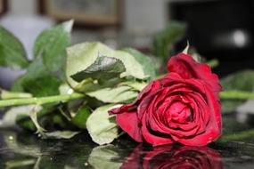 rose on the table