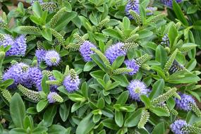 blue Plants Flowering