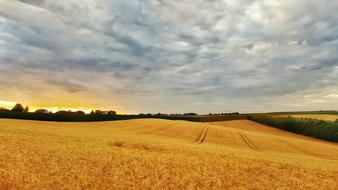 wheat field with sky