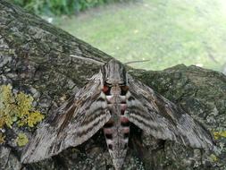 Butterfly Insect Close