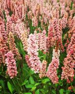 Flower Bloom Blossom