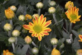 gorgeous flowers in the meadow