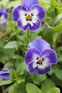 close up of flowers in the garden