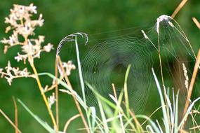 Cobweb Grass Spider