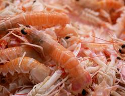 boiled shrimp close-up