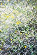 Yellow Flower Green