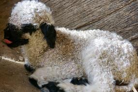 Black Nosed Sheep Valais