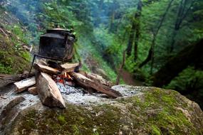 firewood on Mountain Mossy Rock