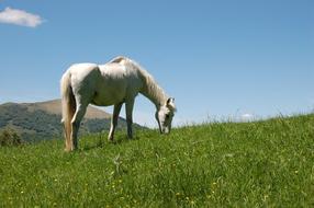 magnificent horse in a meadow