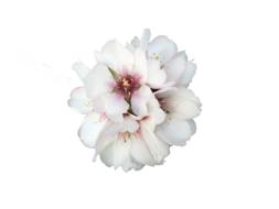 flower white white flowers