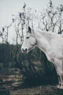 White Gorse Animal