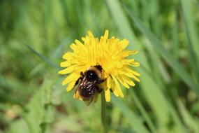 Hummel Dandelion Flower