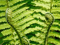 Fern Green Plant