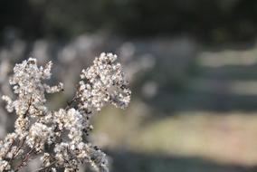 Flower Nature Outdoors