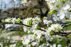 White Flower Tree
