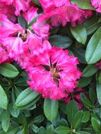 closeup photo of Pink Flowers in the garden