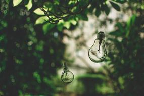 Light Bulb Nature Tree