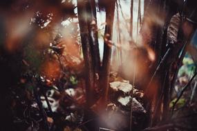 fall wet forest