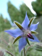 Blue Borage Flower closeup photo