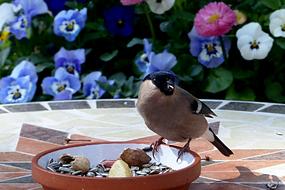 Animal Bird Bullfinch