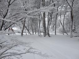 Snow Holidays