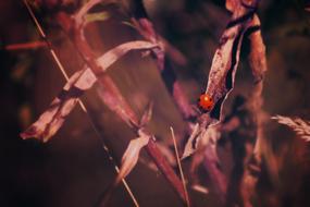 Red ladybug on Plant Blur photo
