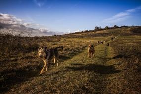 dog running on field