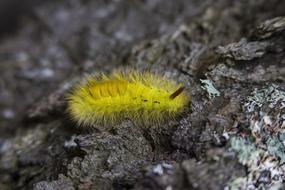 Rock Yellow Worm