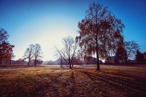 dry meadow with trees