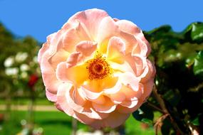 Pink Flower in summer