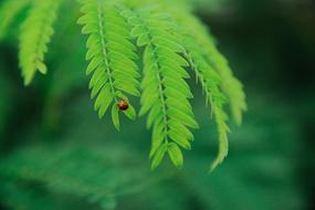 ladybug on Green Leaves macro photo