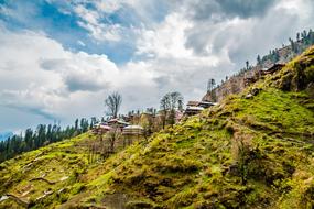 trees and village on mountain