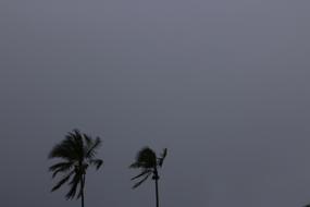 Coconut trees at background of Dark Sky