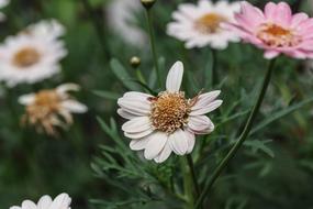 pink Flowers in Nature Garden