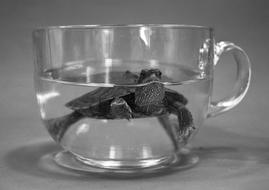 Cup Glass Turtle