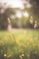 Flower Plant Grass