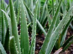 Aloe Vera Plant Succulent