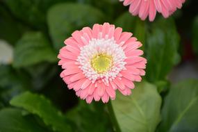 Flower Pale Pink White Petals
