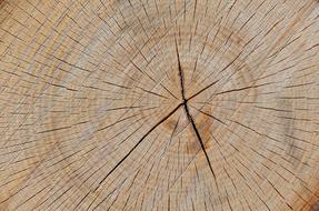Tree Wood Trunk texture