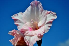 Gladiolus Gladidus Butterfly