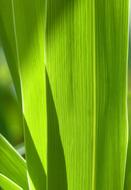 Leaf Nerves American Cane