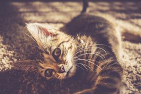 Carpet Kitten Cat macro