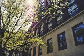 Green tree near the colorful buildings with windows