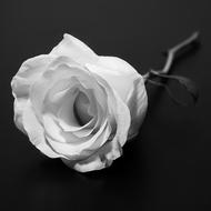 Black and white photo with close-up of the rose flower with leaves, in light