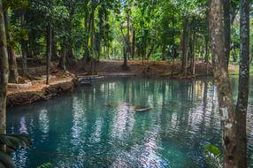 Trees Landscape Nature