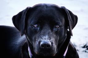 Black Face Dog macro