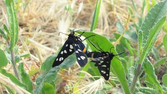 Butterfly Pairing Pair
